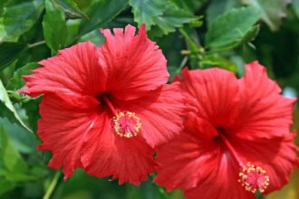 Hibiscus Flower