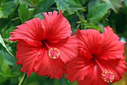 Hibiscus Flower