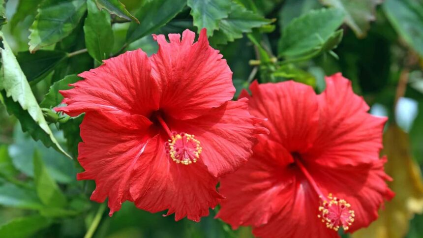 Hibiscus Flower