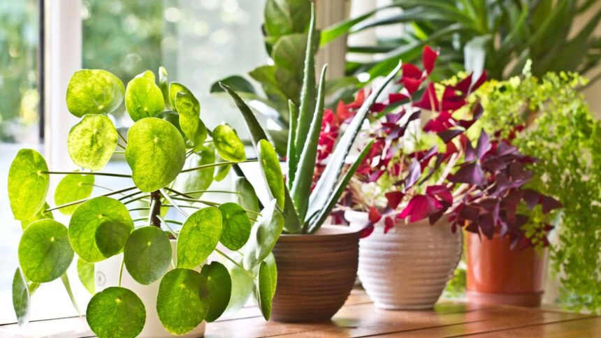 Indoor Plants