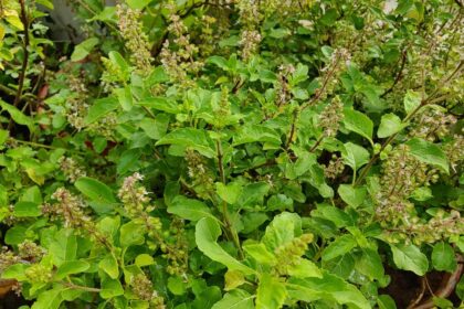 Tulsi Plant