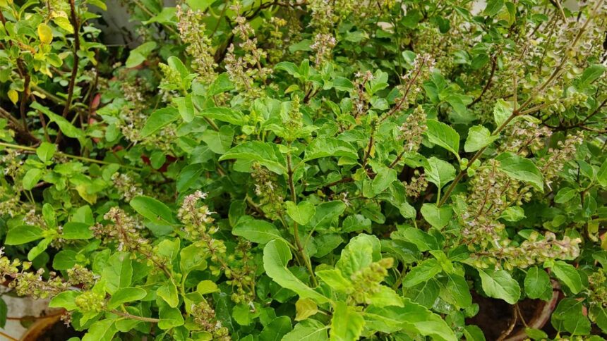 Tulsi Plant