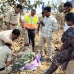 Bus Accident Parrots Rescued