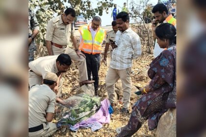 Bus Accident Parrots Rescued