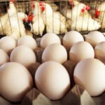 Egg Prices Drop