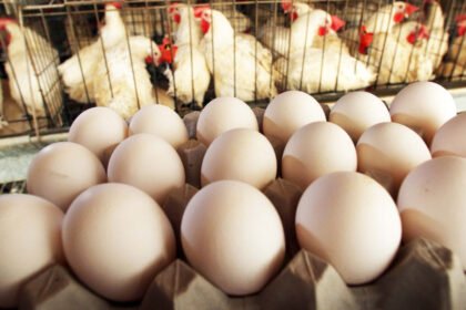 Egg Prices Drop