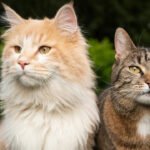 Hyderabad Pet Tragedy