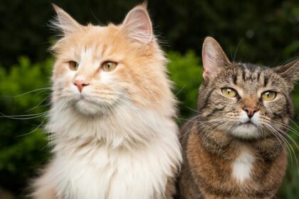 Hyderabad Pet Tragedy