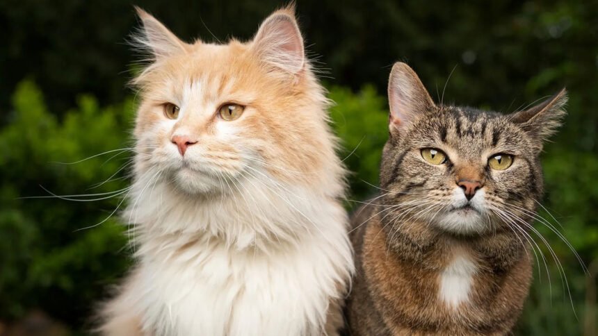 Hyderabad Pet Tragedy