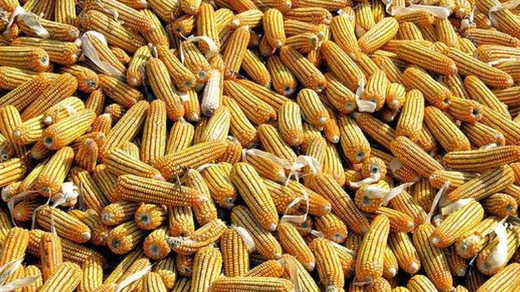 Maize Procurement Centers | మక్క కొనుగోలు కేంద్రాలు ఏర్పాటు చేయాలి : హరీశ్రావు 2 Maize Procurement Centers