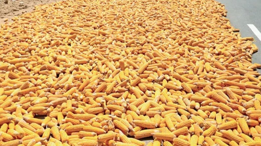 Maize Procurement Centers | మక్క కొనుగోలు కేంద్రాలు ఏర్పాటు చేయాలి: ఎంపీ అర్వింద్ ధర్మపురి 2 Maize Procurement Centers