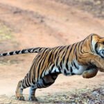 Polavaram Tiger Alert
