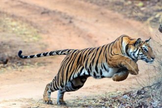 Polavaram Tiger Alert