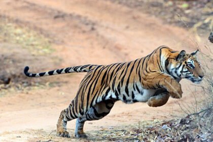 Polavaram Tiger Alert