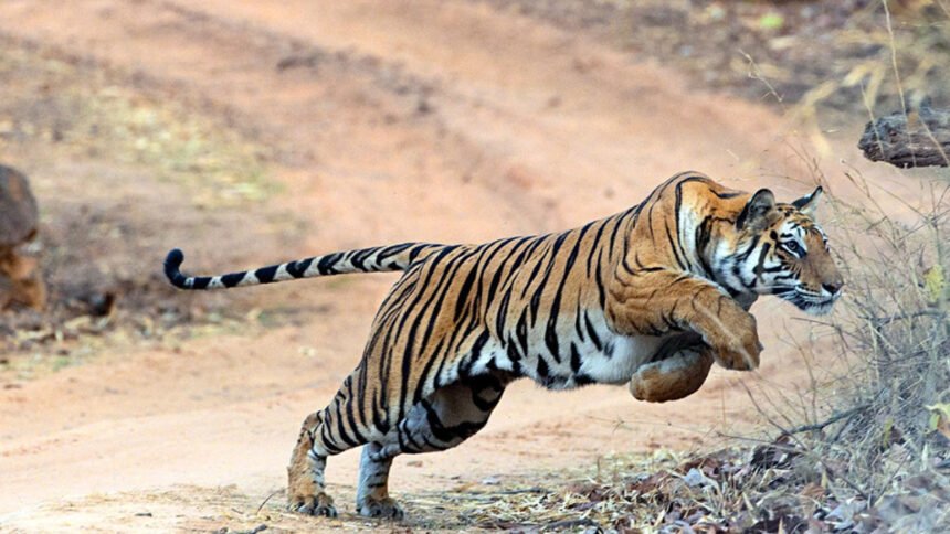 Polavaram Tiger Alert