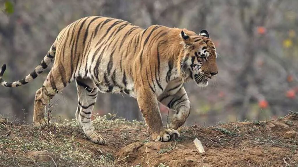 Rampa Chodavaram Tiger