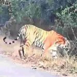 Rampa Chodavaram Tiger