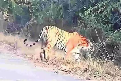 Rampa Chodavaram Tiger