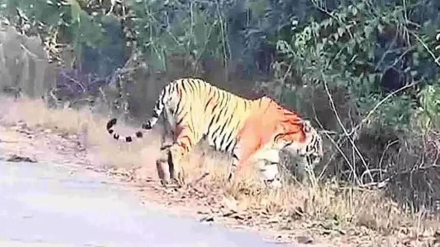 Rampa Chodavaram Tiger