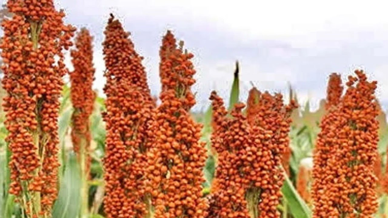 Red Sorghum Farmers