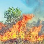 Tirumala Forest Fire