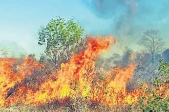 Tirumala Forest Fire