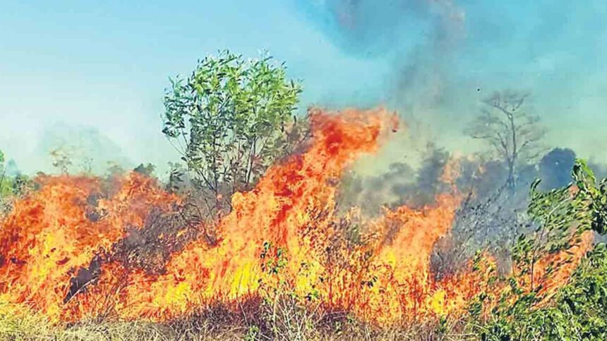 Tirumala Forest Fire