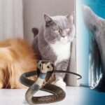 అక్షరటుడే, వెబ్‌డెస్క్‌: Animal Sixth Sense | ప్రకృతి వైపరీత్యాలు సంభవించినప్పుడు మనుషులు ప్రాణనష్టాన్ని నివారించడానికి ఆధునిక సాంకేతికతపై ఆధారపడతారు. కానీ, మన చుట్టూ ఉండే కొన్ని జంతువులకు ఎటువంటి పరికరాలు లేకుండానే రాబోయే ప్రమాదాన్ని గుర్తించే అద్భుతమైన సామర్థ్యం ఉంది. భూకంపాలు, సునామీలు, తుఫానులు వంటి విపత్తులను ఇవి ముందే పసిగట్టి వింతగా ప్రవర్తిస్తాయి. శాస్త్రవేత్తల పరిశోధనల ప్రకారం, మనుషుల కంటే వేగంగా స్పందించే ఆ జీవుల ప్రత్యేకతలు ఇవే.. Animal Sixth Sense | ఏనుగుల గ్రహణశక్తి: ఏనుగులకు భూమి అంతర్భాగంలో వచ్చే అతి స్వల్ప ప్రకంపనలను గుర్తించే శక్తి ఉంది. ఇవి తమ కాళ్లు, తొండం ద్వారా సుమారు 100 మైళ్ల దూరం నుంచే సునామీ లేదా పిడుగుల శబ్ద తరంగాలను పసిగడతాయి. 2004 సునామీ సమయంలో ఏనుగులు ముందే అప్రమత్తమై ఎత్తైన ప్రాంతాలకు వెళ్లడం ఇందుకు నిదర్శనం. Animal Sixth Sense | కుక్కల ఘ్రాణశక్తి: కుక్కలకు వాసన చూసే శక్తి మనుషుల కంటే లక్ష రెట్లు అధికం. గాలి పీడనంలో మార్పులను ఇవి త్వరగా గుర్తిస్తాయి. భూకంపం వచ్చే ముందు ఇవి అశాంతిగా ప్రవర్తించడం లేదా వింతగా అరవడం ద్వారా రాబోయే ప్రమాదాన్ని సూచిస్తాయి. షార్క్ చేపల విద్యుత్ తరంగాలు: సముద్రంలో ఉండే షార్క్‌లకు 'ఆంపూలే ఆఫ్ లోరెంజిని' అనే ప్రత్యేక ఇంద్రియాలు ఉంటాయి. ఇవి నీటిలో కలిగే చిన్న విద్యుత్ మార్పులను కూడా పసిగడతాయి. భారీ తుఫానులు లేదా హరికేన్లు వచ్చే ముందు నీటి పీడనంలో వచ్చే మార్పులను గ్రహించి ఇవి ముందే జాగ్రత్త పడతాయి. పక్షుల ముందస్తు హెచ్చరిక: వలస పక్షులు.. తుఫానులు / అగ్నిపర్వత పేలుళ్లను కొన్ని రోజుల ముందే పసిగట్టగలవు. ముఖ్యంగా 'గోల్డెన్ వింగ్డ్ వార్బ్లర్' వంటి పక్షులు తుఫాను రాబోతుందని తెలియగానే తమ గూళ్లను వదిలి సురక్షిత ప్రాంతాలకు వలస వెళ్తాయి. పాముల ప్రకంపన జ్ఞానం: నేల మీద వచ్చే స్వల్ప మార్పులను కూడా పాములు అత్యంత వేగంగా గుర్తిస్తాయి. భూకంపం రావడానికి ఐదు రోజుల ముందే, సుమారు 75 మైళ్ల దూరం నుంచి వచ్చే సంకేతాలను ఇవి పసిగడతాయి. ప్రమాదం పొంచి ఉందని తెలిస్తే ఇవి చలి కాలంలో కూడా తమ బొరియల నుంచి బయటకు వచ్చేస్తాయి. తేనెటీగల వాతావరణ అంచనా: తేనెటీగలు గాలిలోని తేమ , పీడన మార్పులను నిశితంగా గమనిస్తాయి. భారీ వర్షం లేదా పిడుగులు పడే అవకాశం ఉందని తెలియగానే, ఇవి వెంటనే తమ తుట్టెల్లోకి (గూళ్లకు) చేరుకుని రక్షణ పొందుతాయి. ఎలుకల సున్నిత స్పందన: కట్టడాలు బలహీనపడినా, భూమి లోపల కదలికలు వచ్చినా ఎలుకలు వెంటనే పసిగడతాయి. గనులు కూలిపోయే ముందు లేదా నౌకలు మునిగిపోయే ముందు ఎలుకలు అక్కడి నుంచి పారిపోతాయని చరిత్ర చెబుతోంది. ఇవి శబ్ద తరంగాలకు చాలా సున్నితంగా స్పందిస్తాయి. పిల్లి చేపల (క్యాట్ ఫిష్) హడావిడి: జపాన్ వంటి దేశాల్లో పిల్లి చేపలు భూకంపాలను గుర్తిస్తాయని ప్రజలు బలంగా నమ్ముతారు. భూమి పొరల్లో కదలికల వల్ల నీటిలో కలిగే స్వల్ప విద్యుత్ మార్పులకు ఇవి వెంటనే స్పందించి, నీటిపైకి గెంతుతూ వింతగా ప్రవర్తిస్తాయి.