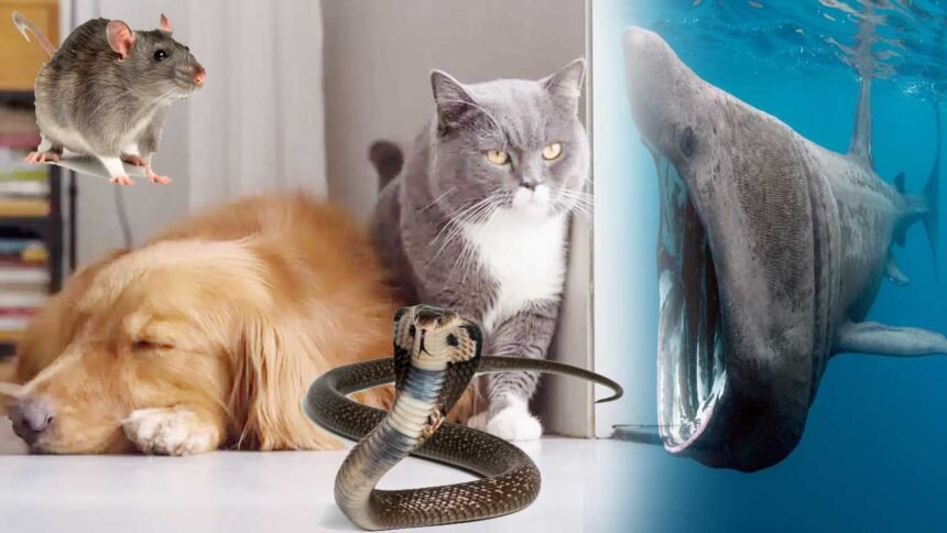 అక్షరటుడే, వెబ్‌డెస్క్‌: Animal Sixth Sense | ప్రకృతి వైపరీత్యాలు సంభవించినప్పుడు మనుషులు ప్రాణనష్టాన్ని నివారించడానికి ఆధునిక సాంకేతికతపై ఆధారపడతారు. కానీ, మన చుట్టూ ఉండే కొన్ని జంతువులకు ఎటువంటి పరికరాలు లేకుండానే రాబోయే ప్రమాదాన్ని గుర్తించే అద్భుతమైన సామర్థ్యం ఉంది. భూకంపాలు, సునామీలు, తుఫానులు వంటి విపత్తులను ఇవి ముందే పసిగట్టి వింతగా ప్రవర్తిస్తాయి. శాస్త్రవేత్తల పరిశోధనల ప్రకారం, మనుషుల కంటే వేగంగా స్పందించే ఆ జీవుల ప్రత్యేకతలు ఇవే.. Animal Sixth Sense | ఏనుగుల గ్రహణశక్తి: ఏనుగులకు భూమి అంతర్భాగంలో వచ్చే అతి స్వల్ప ప్రకంపనలను గుర్తించే శక్తి ఉంది. ఇవి తమ కాళ్లు, తొండం ద్వారా సుమారు 100 మైళ్ల దూరం నుంచే సునామీ లేదా పిడుగుల శబ్ద తరంగాలను పసిగడతాయి. 2004 సునామీ సమయంలో ఏనుగులు ముందే అప్రమత్తమై ఎత్తైన ప్రాంతాలకు వెళ్లడం ఇందుకు నిదర్శనం. Animal Sixth Sense | కుక్కల ఘ్రాణశక్తి: కుక్కలకు వాసన చూసే శక్తి మనుషుల కంటే లక్ష రెట్లు అధికం. గాలి పీడనంలో మార్పులను ఇవి త్వరగా గుర్తిస్తాయి. భూకంపం వచ్చే ముందు ఇవి అశాంతిగా ప్రవర్తించడం లేదా వింతగా అరవడం ద్వారా రాబోయే ప్రమాదాన్ని సూచిస్తాయి. షార్క్ చేపల విద్యుత్ తరంగాలు: సముద్రంలో ఉండే షార్క్‌లకు 'ఆంపూలే ఆఫ్ లోరెంజిని' అనే ప్రత్యేక ఇంద్రియాలు ఉంటాయి. ఇవి నీటిలో కలిగే చిన్న విద్యుత్ మార్పులను కూడా పసిగడతాయి. భారీ తుఫానులు లేదా హరికేన్లు వచ్చే ముందు నీటి పీడనంలో వచ్చే మార్పులను గ్రహించి ఇవి ముందే జాగ్రత్త పడతాయి. పక్షుల ముందస్తు హెచ్చరిక: వలస పక్షులు.. తుఫానులు / అగ్నిపర్వత పేలుళ్లను కొన్ని రోజుల ముందే పసిగట్టగలవు. ముఖ్యంగా 'గోల్డెన్ వింగ్డ్ వార్బ్లర్' వంటి పక్షులు తుఫాను రాబోతుందని తెలియగానే తమ గూళ్లను వదిలి సురక్షిత ప్రాంతాలకు వలస వెళ్తాయి. పాముల ప్రకంపన జ్ఞానం: నేల మీద వచ్చే స్వల్ప మార్పులను కూడా పాములు అత్యంత వేగంగా గుర్తిస్తాయి. భూకంపం రావడానికి ఐదు రోజుల ముందే, సుమారు 75 మైళ్ల దూరం నుంచి వచ్చే సంకేతాలను ఇవి పసిగడతాయి. ప్రమాదం పొంచి ఉందని తెలిస్తే ఇవి చలి కాలంలో కూడా తమ బొరియల నుంచి బయటకు వచ్చేస్తాయి. తేనెటీగల వాతావరణ అంచనా: తేనెటీగలు గాలిలోని తేమ , పీడన మార్పులను నిశితంగా గమనిస్తాయి. భారీ వర్షం లేదా పిడుగులు పడే అవకాశం ఉందని తెలియగానే, ఇవి వెంటనే తమ తుట్టెల్లోకి (గూళ్లకు) చేరుకుని రక్షణ పొందుతాయి. ఎలుకల సున్నిత స్పందన: కట్టడాలు బలహీనపడినా, భూమి లోపల కదలికలు వచ్చినా ఎలుకలు వెంటనే పసిగడతాయి. గనులు కూలిపోయే ముందు లేదా నౌకలు మునిగిపోయే ముందు ఎలుకలు అక్కడి నుంచి పారిపోతాయని చరిత్ర చెబుతోంది. ఇవి శబ్ద తరంగాలకు చాలా సున్నితంగా స్పందిస్తాయి. పిల్లి చేపల (క్యాట్ ఫిష్) హడావిడి: జపాన్ వంటి దేశాల్లో పిల్లి చేపలు భూకంపాలను గుర్తిస్తాయని ప్రజలు బలంగా నమ్ముతారు. భూమి పొరల్లో కదలికల వల్ల నీటిలో కలిగే స్వల్ప విద్యుత్ మార్పులకు ఇవి వెంటనే స్పందించి, నీటిపైకి గెంతుతూ వింతగా ప్రవర్తిస్తాయి.