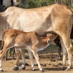 Good Luck Signs | అదృష్టం వరించే ముందు వచ్చే సంకేతాలివే.. ఇంట్లో ఇవి కనిపిస్తే ఇక తిరుగులేనట్టే!