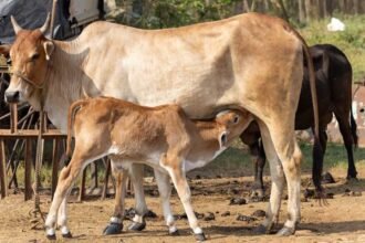 Good Luck Signs | అదృష్టం వరించే ముందు వచ్చే సంకేతాలివే.. ఇంట్లో ఇవి కనిపిస్తే ఇక తిరుగులేనట్టే!