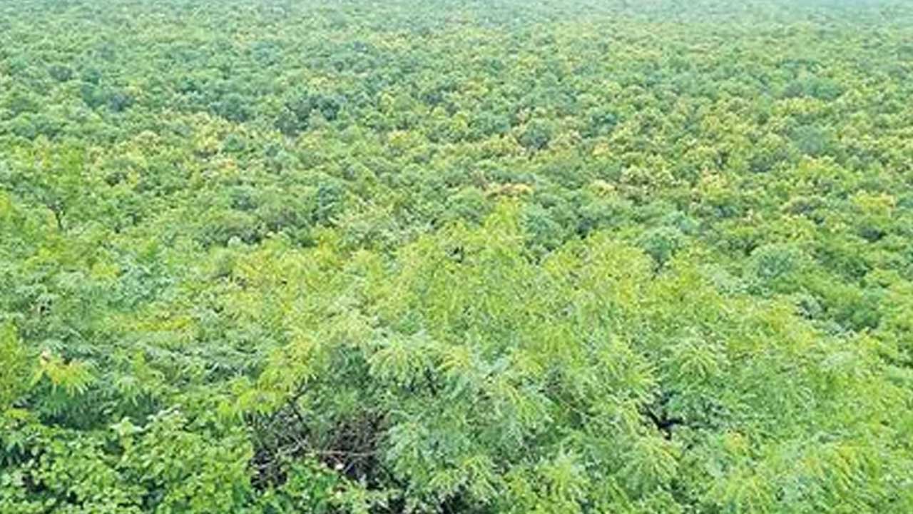 Bheemgal Tiger Movement | కమ్మర్పల్లి అడవుల్లో పులి సంచారం.. అధికారుల అప్రమత్తం 3 Bheemgal Tiger Movement