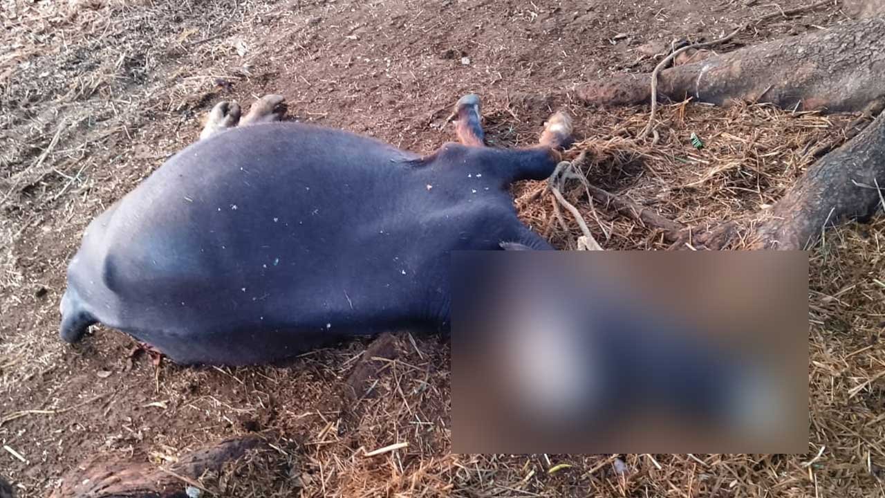 Unseasonal Rain Damage | వడగళ్లు.. పిడుగులు.. అకాల వర్షాలతో అతలాకుతలం!