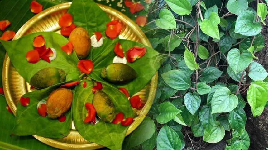 Betel Leaves Dream | కలలో తమలపాకు కనిపిస్తే ఫలితం ఏమిటి.. స్వప్న శాస్త్రం చెబుతున్న నిజం ఇదే!