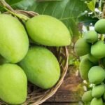 Raw Mango Benefits | వేసవిలో పచ్చి మామిడి తింటున్నారా.. హెల్త్ బెనిఫిట్స్ మామూలుగా లేవుగా!