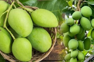 Raw Mango Benefits | వేసవిలో పచ్చి మామిడి తింటున్నారా.. హెల్త్ బెనిఫిట్స్ మామూలుగా లేవుగా!