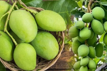 Raw Mango Benefits | వేసవిలో పచ్చి మామిడి తింటున్నారా.. హెల్త్ బెనిఫిట్స్ మామూలుగా లేవుగా!