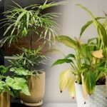 Revive Plants Tips | మొక్కలు వాడిపోతున్నాయా.. ఈ చిట్కాలతో పచ్చగా మార్చండిలా!