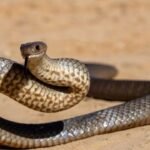 Snake Hunting Ability | పాములకు చూపు తక్కువే.. కానీ వేటలో కింగ్! ఆ అద్భుత శక్తి ఏంటో తెలుసా?
