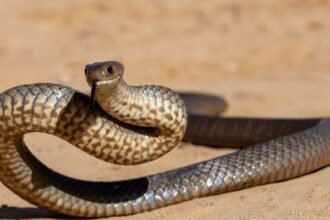 Snake Hunting Ability | పాములకు చూపు తక్కువే.. కానీ వేటలో కింగ్! ఆ అద్భుత శక్తి ఏంటో తెలుసా?