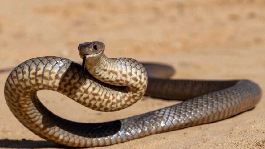 Snake Hunting Ability | పాములకు చూపు తక్కువే.. కానీ వేటలో కింగ్! ఆ అద్భుత శక్తి ఏంటో తెలుసా? 1 Snake Hunting Ability | పాములకు చూపు తక్కువే.. కానీ వేటలో కింగ్! ఆ అద్భుత శక్తి ఏంటో తెలుసా?