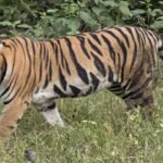 Bheemgal Tiger Movement | కమ్మర్‌పల్లి అడవుల్లో పులి సంచారం.. అధికారుల అప్రమత్తం