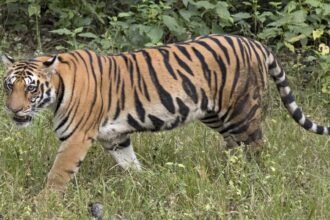 Bheemgal Tiger Movement | కమ్మర్‌పల్లి అడవుల్లో పులి సంచారం.. అధికారుల అప్రమత్తం