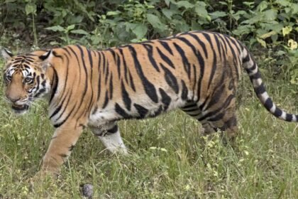 Bheemgal Tiger Movement | కమ్మర్‌పల్లి అడవుల్లో పులి సంచారం.. అధికారుల అప్రమత్తం