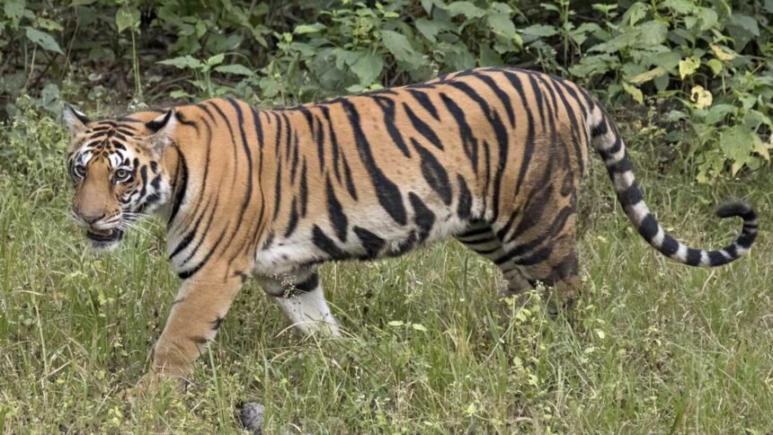 Bheemgal Tiger Movement | కమ్మర్పల్లి అడవుల్లో పులి సంచారం.. అధికారుల అప్రమత్తం 1 Bheemgal Tiger Movement | కమ్మర్పల్లి అడవుల్లో పులి సంచారం.. అధికారుల అప్రమత్తం