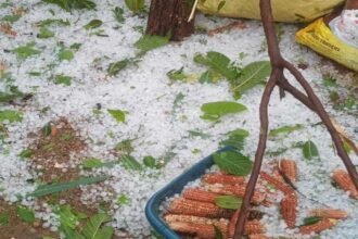 Unseasonal Rain Damage | వడగళ్లు.. పిడుగులు.. అకాల వర్షాలతో అతలాకుతలం!