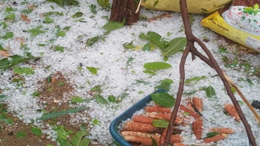 Unseasonal Rain Damage | వడగళ్లు.. పిడుగులు.. అకాల వర్షాలతో అతలాకుతలం!