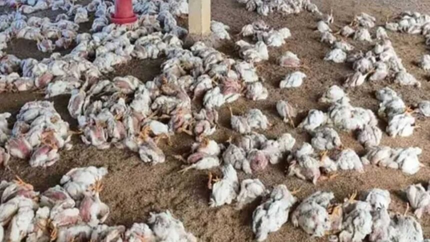 Ranikhet Disease | కొక్కెర వ్యాధితో వేలాది కోళ్ల మృతి 1 Ranikhet Disease