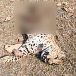 Leopard Carcass Found |