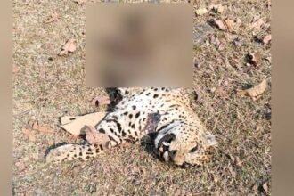 Leopard Carcass Found |
